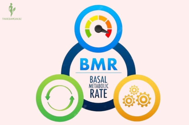 BMR viết tắt cho Basal Metabolic Rate, từ là tỷ lệ trao đổi chất cơ bản